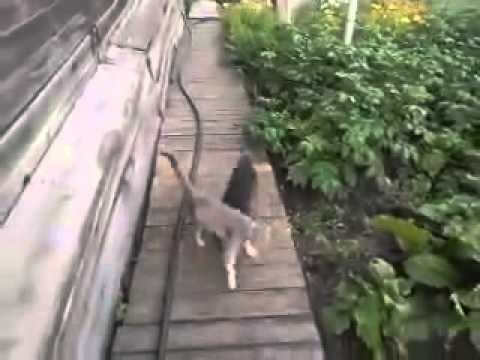 Video: Žena istrenirala čivavu da donese mačku