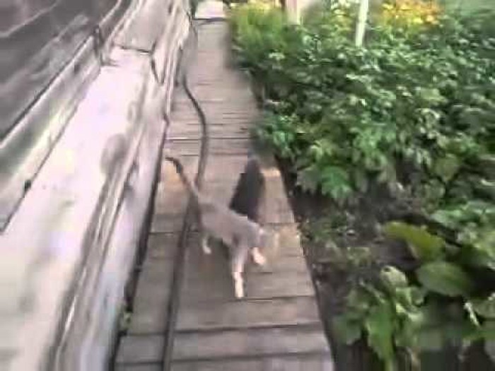 Video: Žena istrenirala čivavu da donese mačku