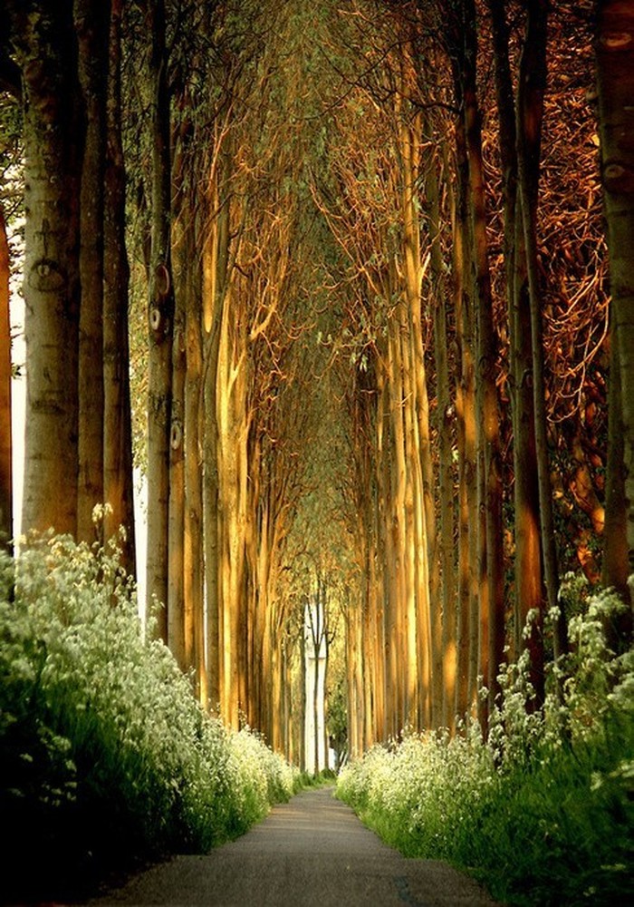 Church of Trees - Belgija