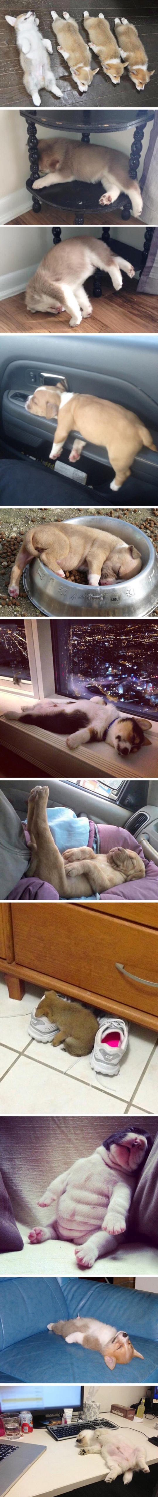 Ovi preslatki psići zaspali su na najčudnijim mjestima i u najsmješnijim pozama