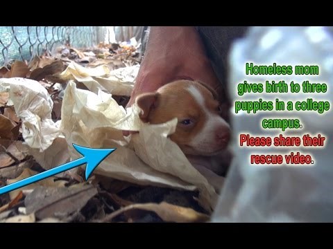 VIDEO: Ovo se dogodi kad šutnete psa na cestu kao komad smeća