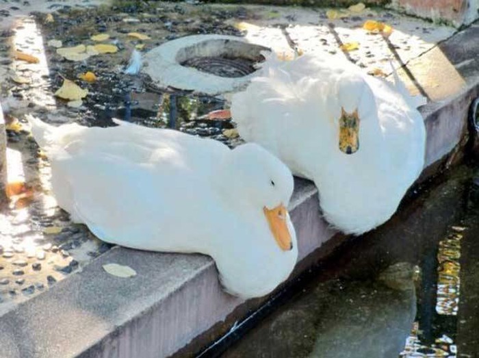 Toliko je vruće da se patke tope