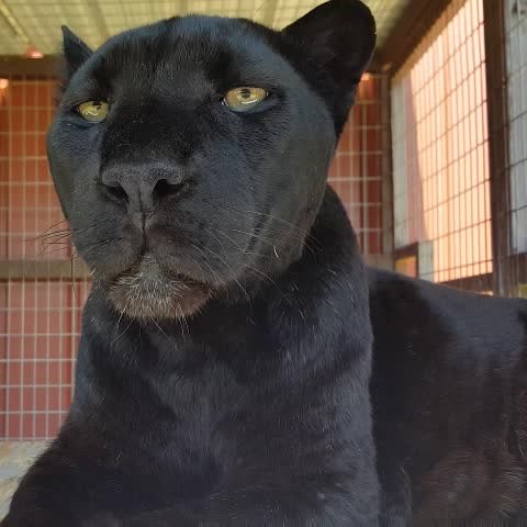 Oči u oči s kraljicom noći!