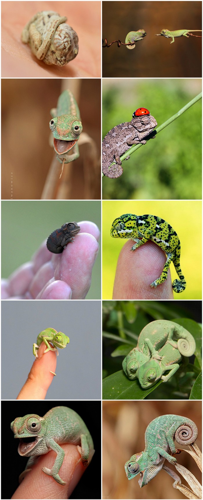 10 fotografija beba kameleona koje će vas natjerati da se zaljubite 
