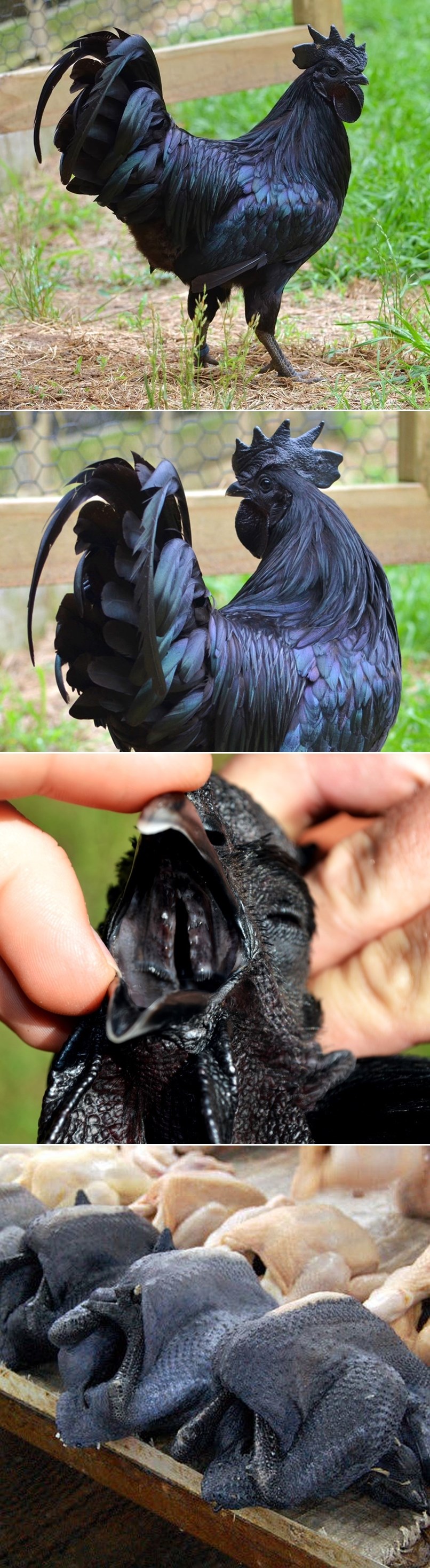 GALERIJA: Zovu ih ''Lamborghini kokošjeg svijeta''