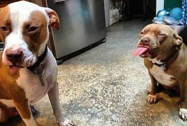 Pobijen mit: Ovako izgleda prava "borba" dva pitbulla