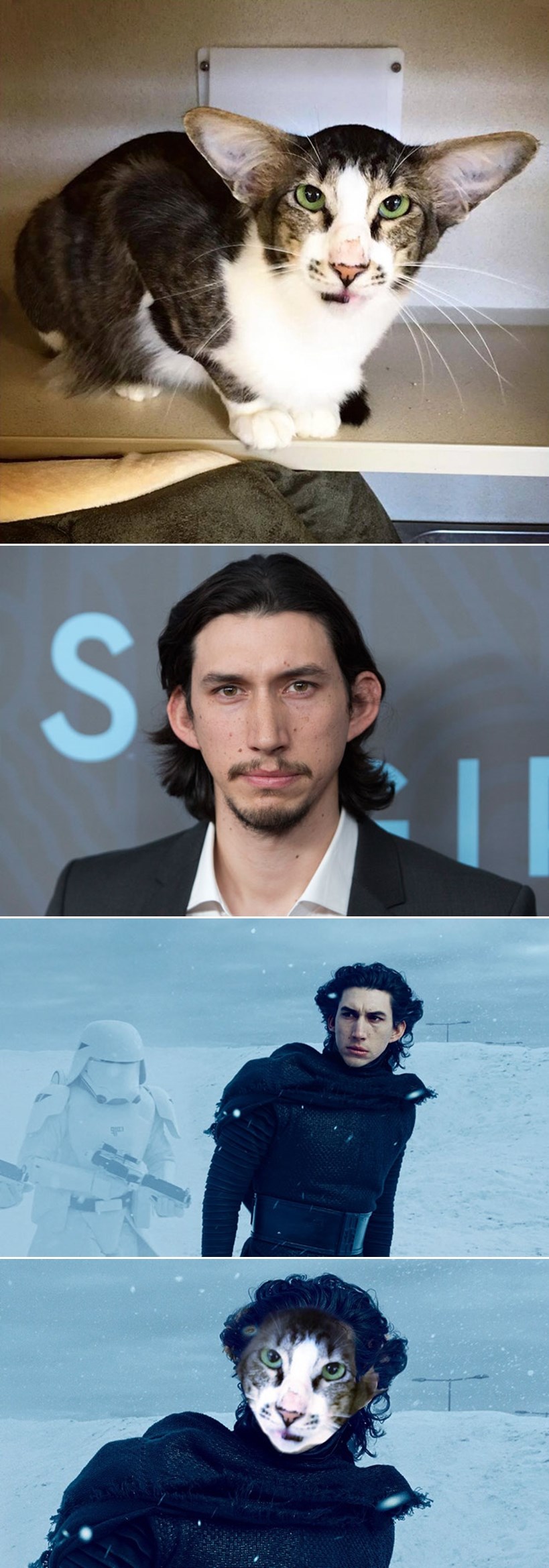 Mačka iz azila ekspresno našla doma jer liči na zvijezdu novih Star Warsa