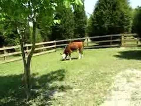 Krava dobila loptu, postala Šuker