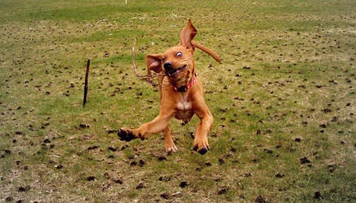 Fanatični pas obnevidio od sreće što mu se baca štap