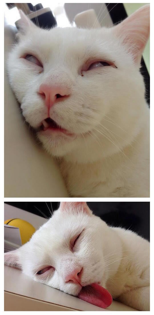 Mačka spava poput sredovječnog muškarca