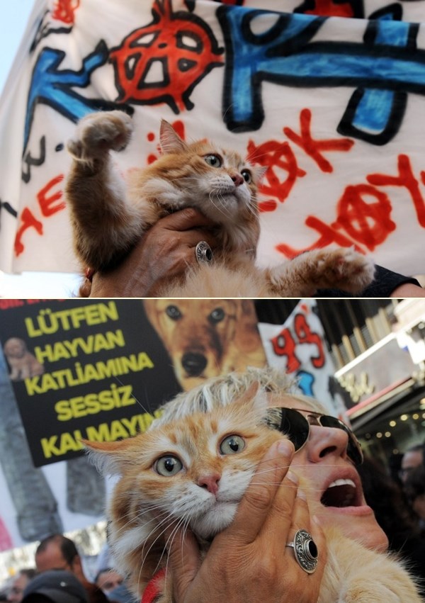 Mici maci dozlogrdilo prosvjedovati za njena vlastita prava