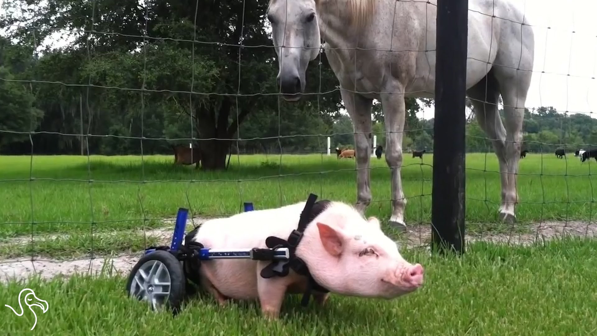 VIDEO: Nove ''nožice'' za novu sreću