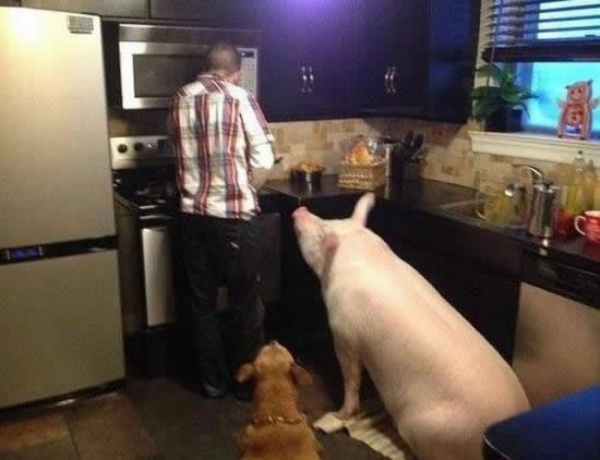 Ljubimac prasac naučio manire od psa