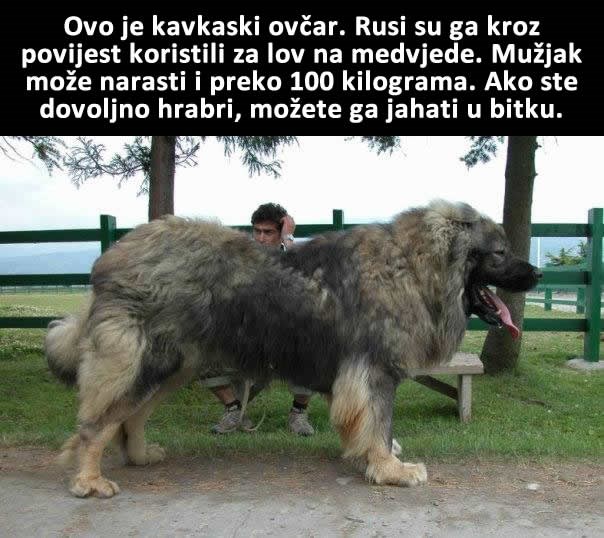 Uz ovog psa ne trebaš pušku za lov