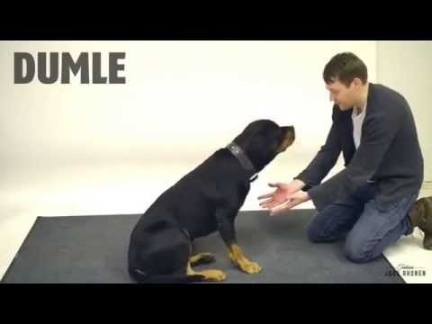 Reakcije pasa na magični trik nasmijat će vas do suza