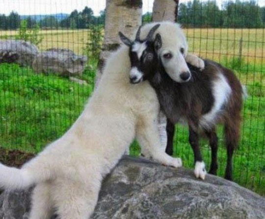 Ne plači za kozom, stari!