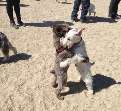 Prijateljstvo u psećem parkiću