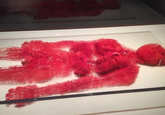 Čovjekov krvožilni sustav