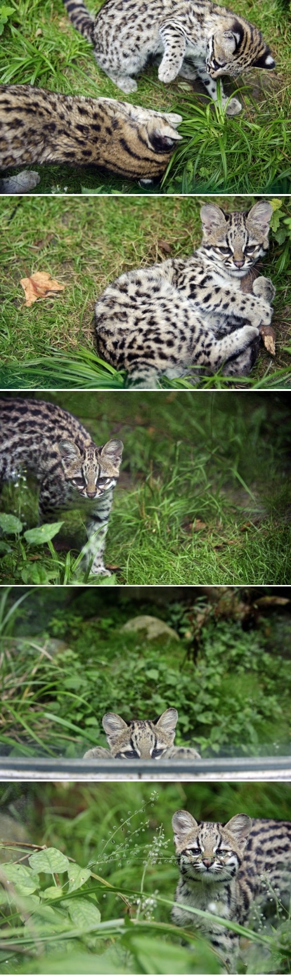 Slatko malo "mače": Upoznajte oncilu Chikitu