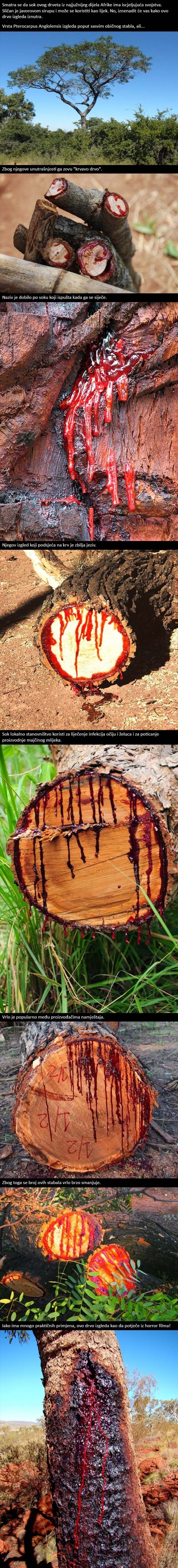 Kada su počeli sjeći ovo staro stablo, radnici su shvatili da čine najveću grešku svog života