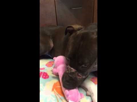 VIDEO: Spašena od okrutne smrti, izborila se za život i voli svog plišanog prasca!