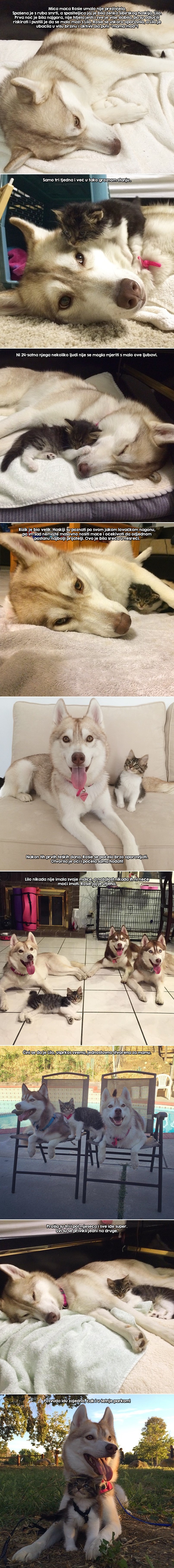 GALERIJA: U posljednji čas, kao macin jedini spas, pojavio se - pas!