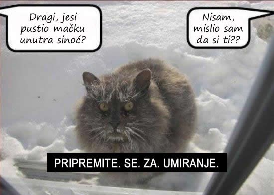 Mačja osveta će biti strašna