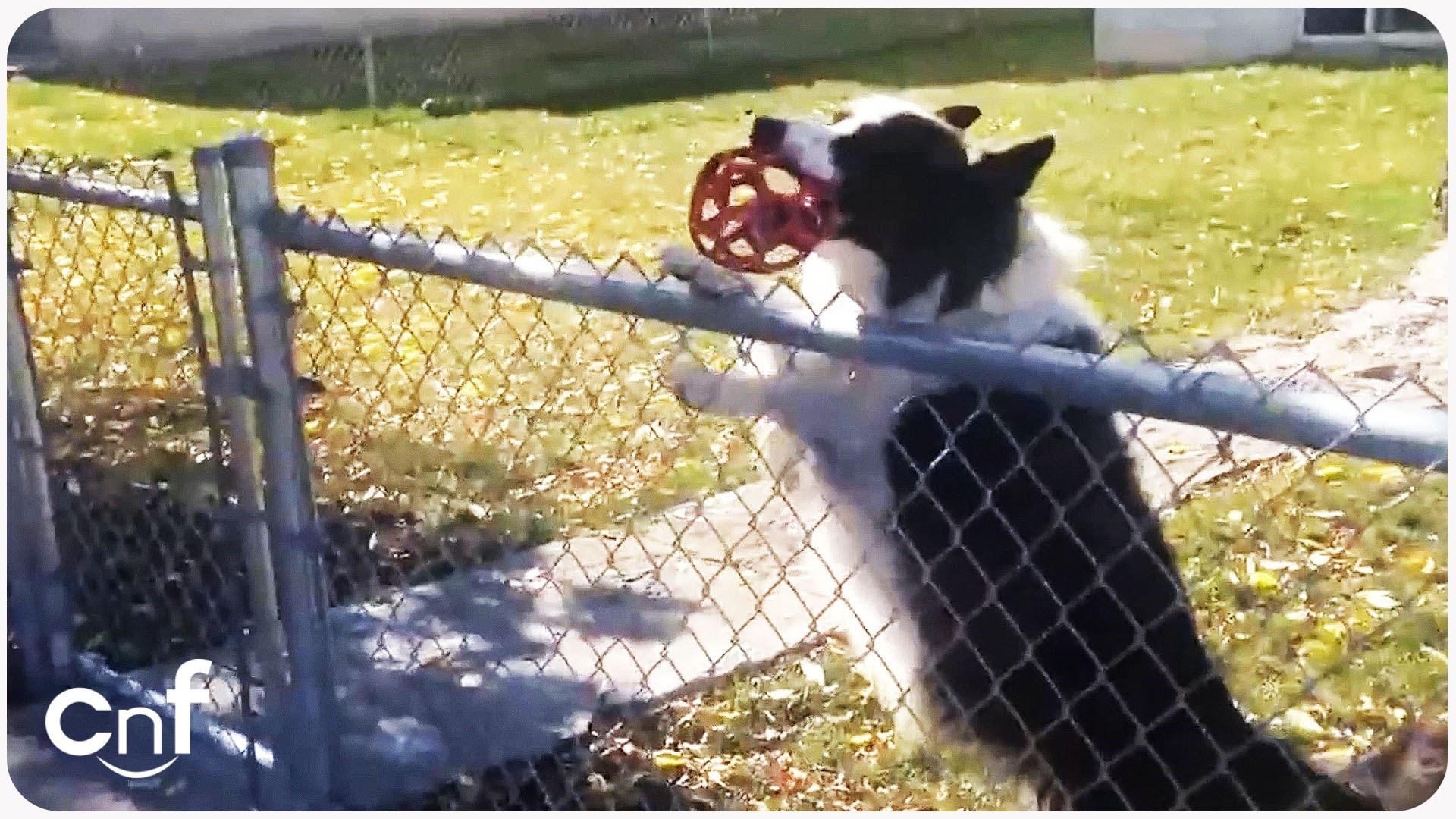VIDEO: ''Mislio si samo proći? Neće ići...''