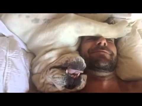 VIDEO: Urnebesni pospani buldog izvodi najluđe zvukove jer mu se ne da ustati