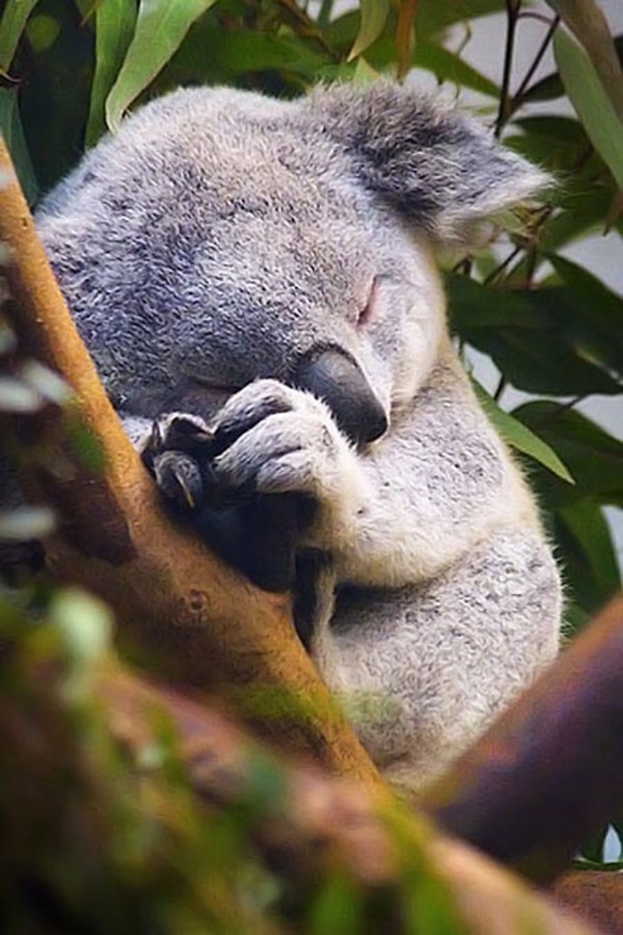 Uspavana beba koala u zemlji snova