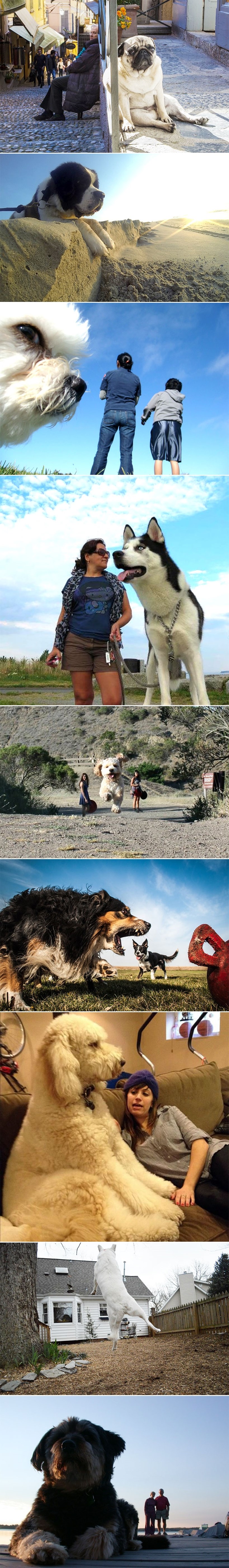 Gigantski psi veliki poput slonova posljedica Černobila?