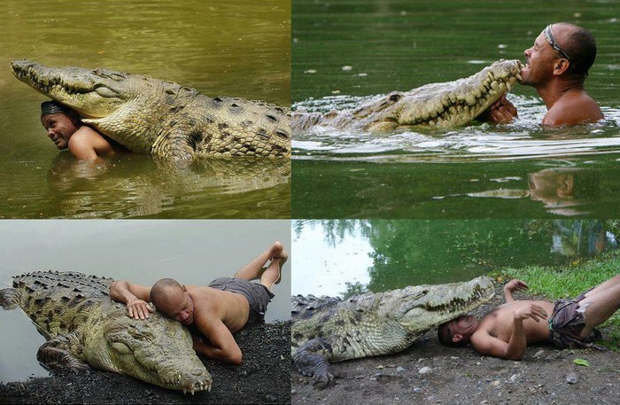 Divovski krokodil kao ljubimac?