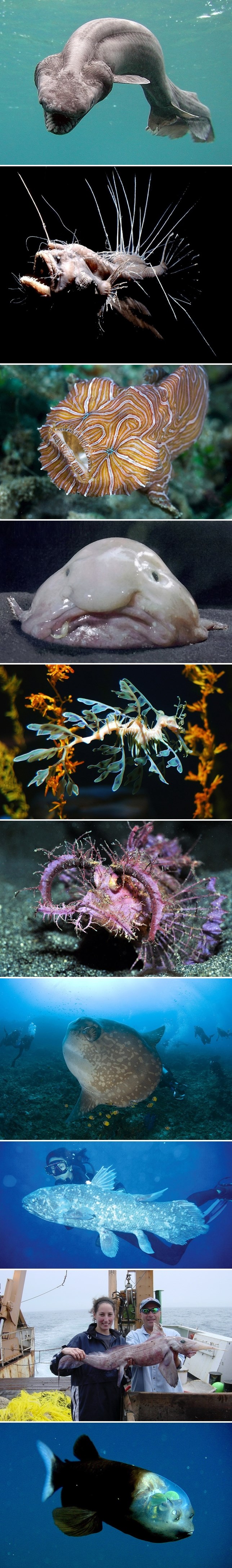 Najbizarnije ribe oceana