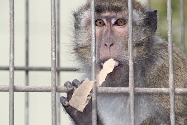 Majmun uhvaćen na djelu: Ma nisam ja žvakao papir, kaj ti je