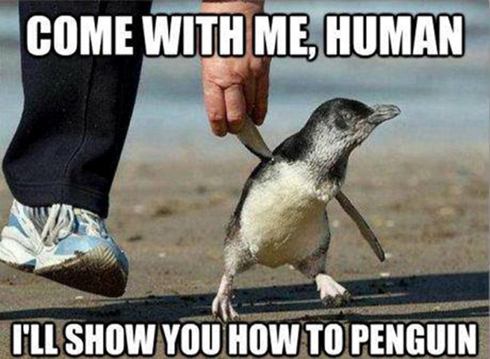 Pingvinić našao veeelikog frendića