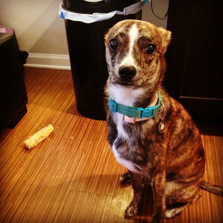 Kuhani kukuruz? Znaš da ja jedem samo meso, to je miš kriv!