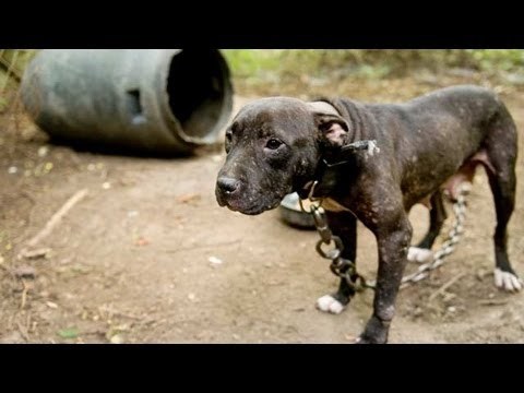 Priča s predivnim krajem - spasili više od 50 pasa u jednom danu