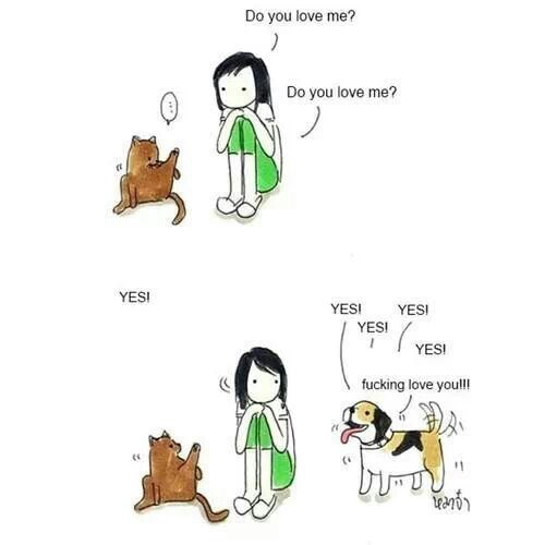 Psi vs. mačke - tko zna bolje pokazati ljubav?