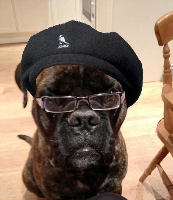 Pas pljunuti Samuel L. Jackson