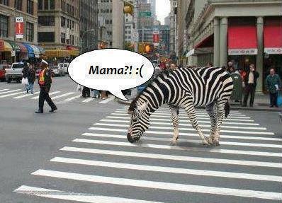 Zebrica u velikom gradu traži mamu