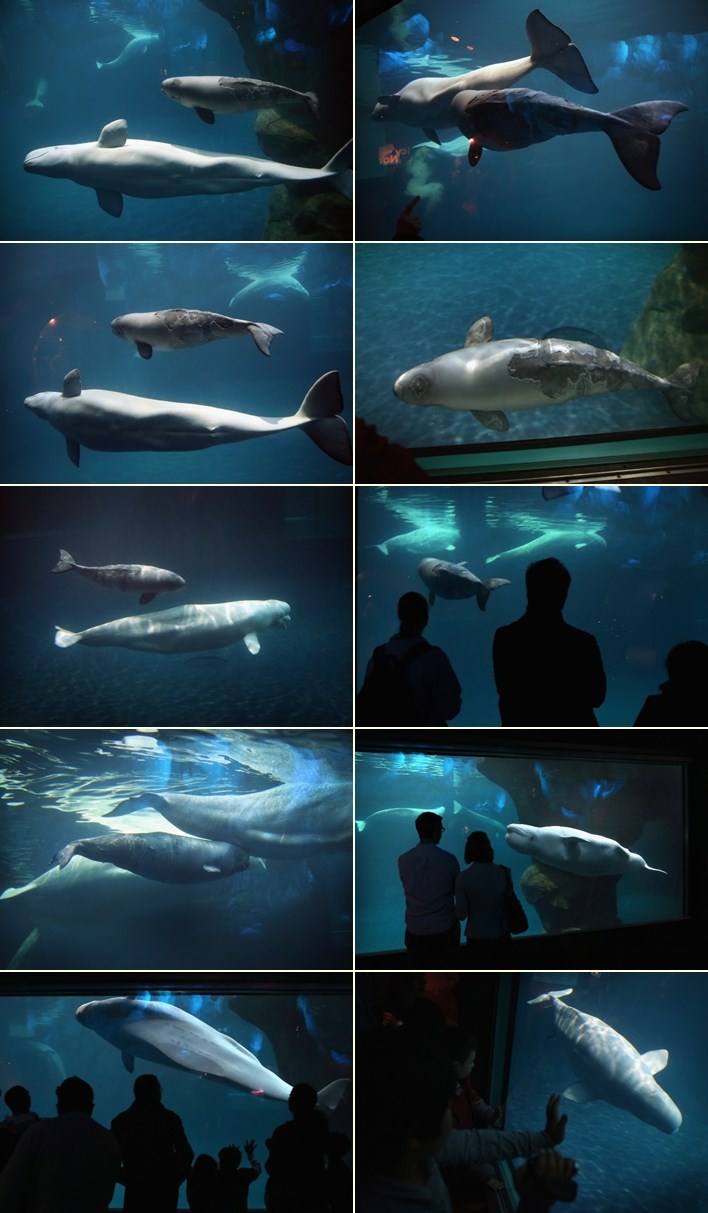 Zamjenska mama iz akvarija brine o maloj ozlijeđenoj belugi