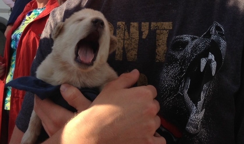 Majušni peso sanja da je prava zvijer