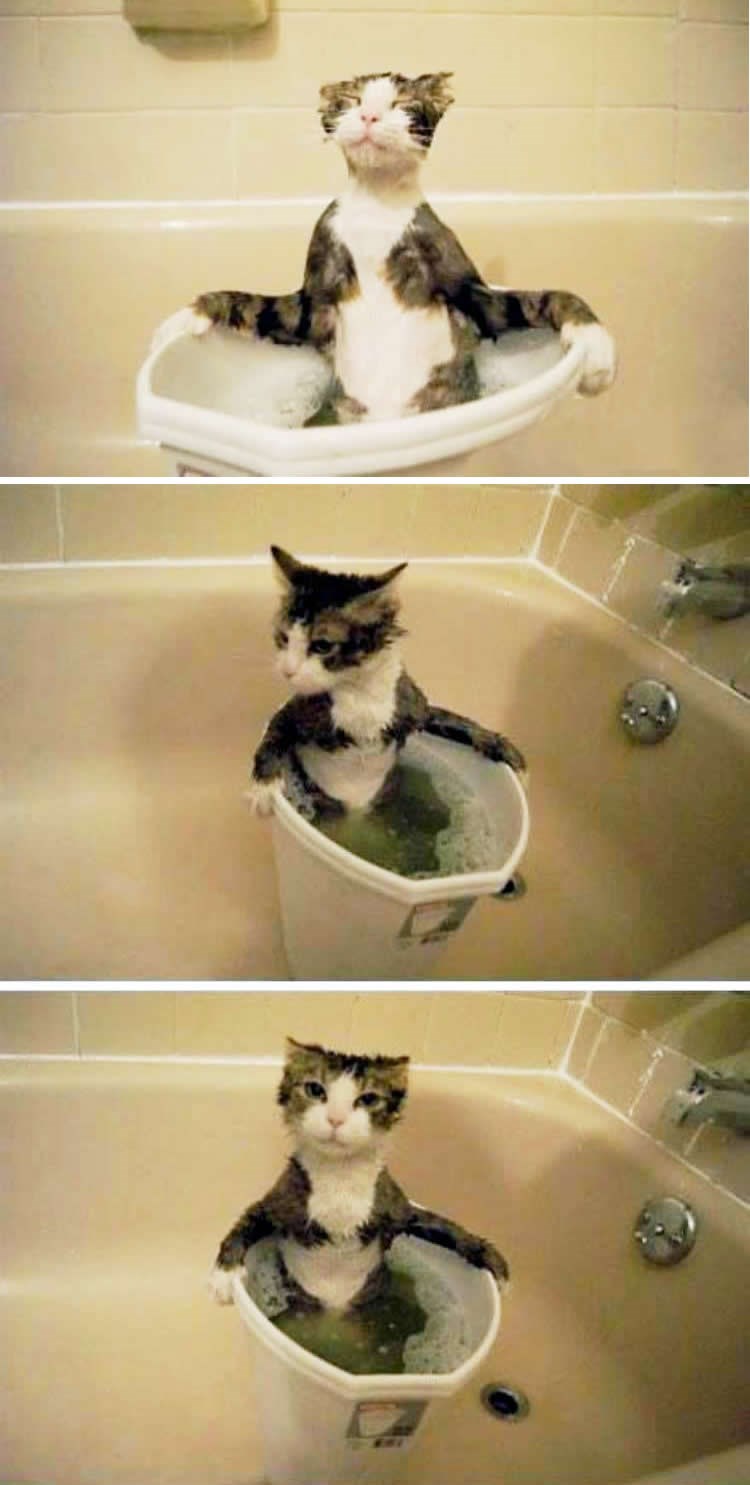 Maci se omilila fina, vruća kupka, pa gušta