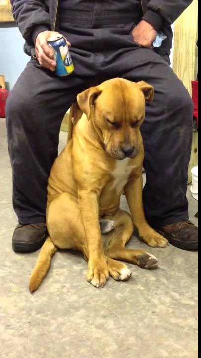 VIDEO: Umorni pas zaspao sjedećki