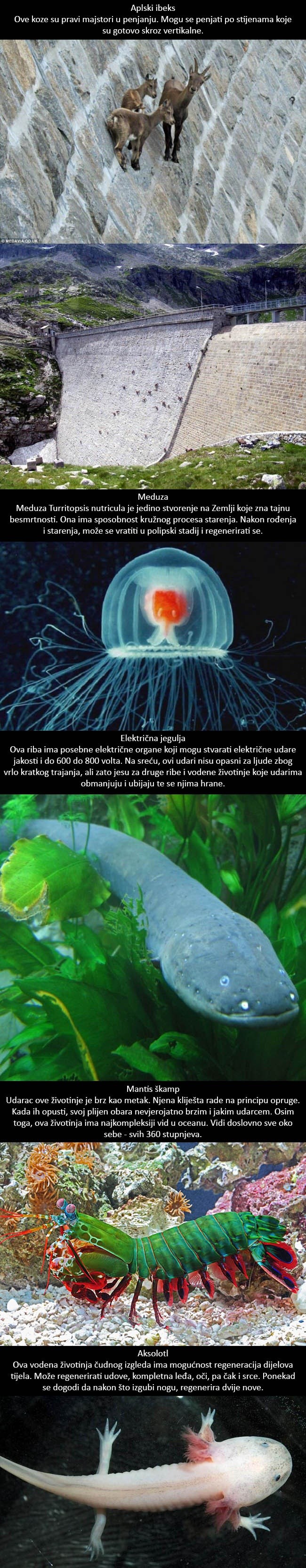 GALERIJA: Ovih 5 životinja imaju prave SUPERMOĆI!