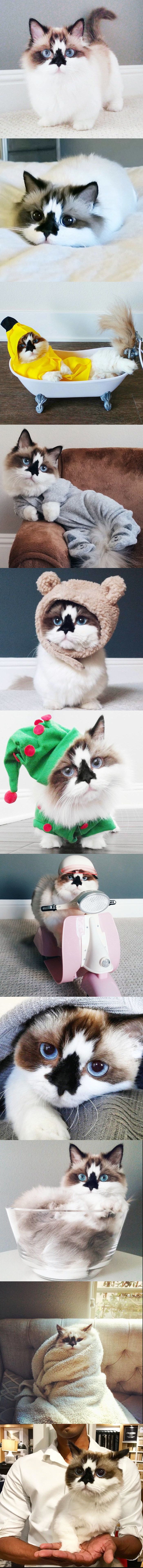 Upoznajte Alberta - najslađeg mačka čiji život prati čak 450 000 ljudi