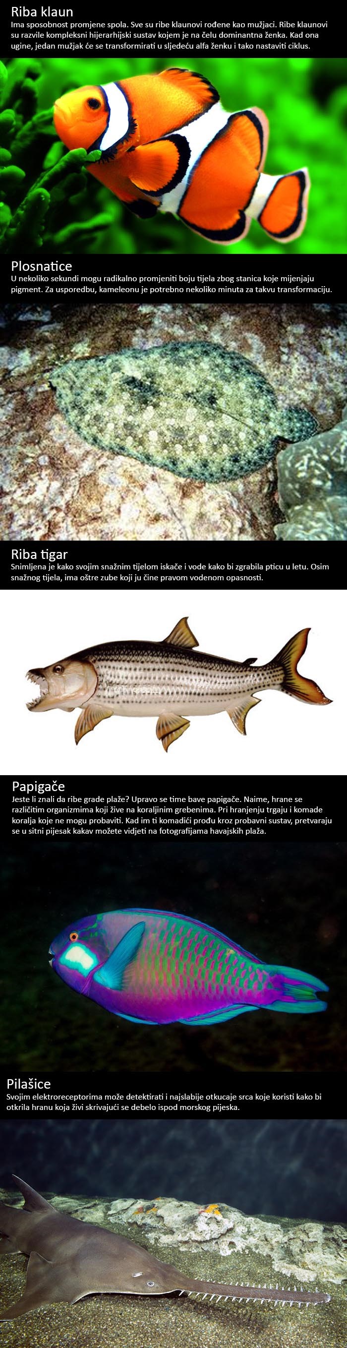 Riblje supermoći: Pet ribica s nevjerojatnim sposobnostima