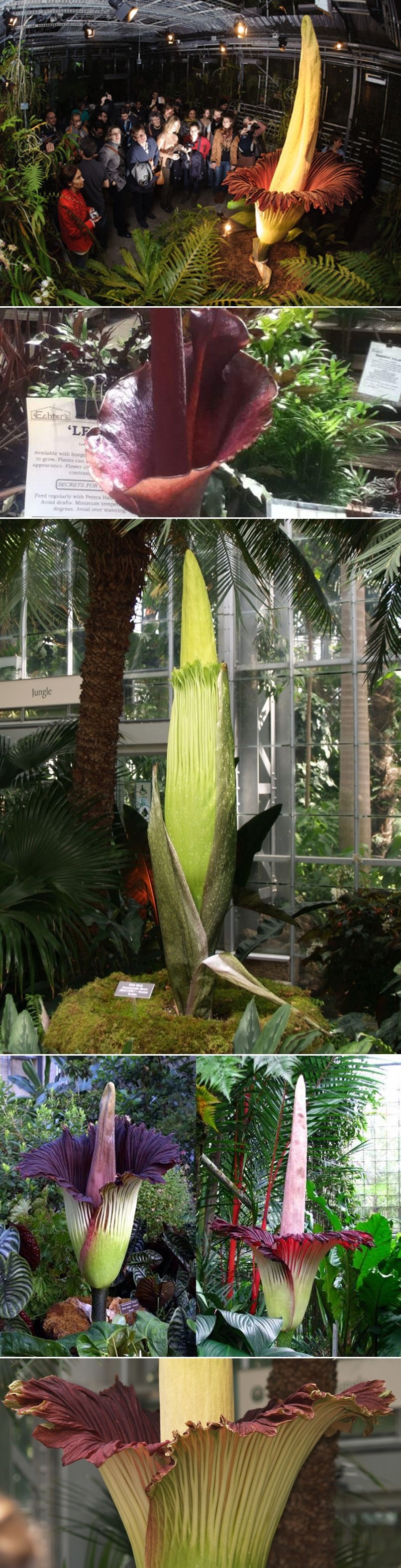 GALERIJA: Njegovo veličanstvo - Mrtvački cvijet