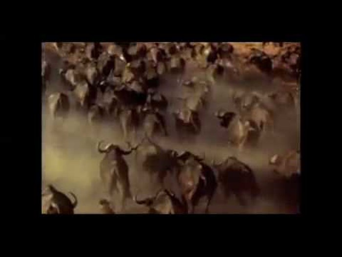 Earthlings Trailer