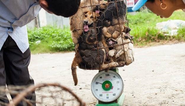 Potresna fotografija: Krijumčarenje pasa za hranu :(